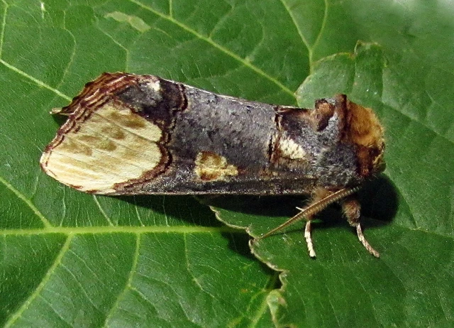 Phalera bucephaloides - magyar púposszövő