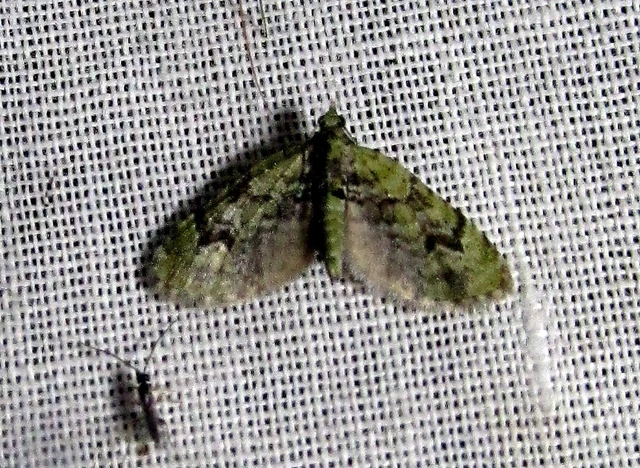 Chloroclystis v-ata - zöldes törpearaszoló
