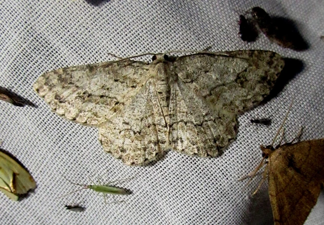 Ectropis crepuscularia - avararaszoló