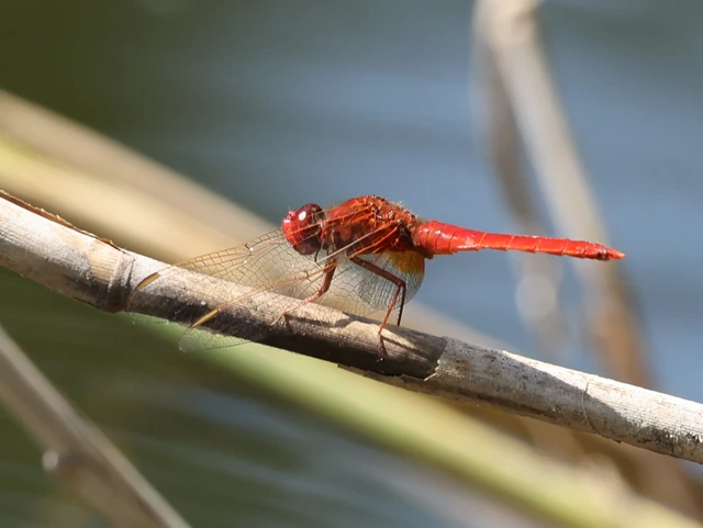 Crocothemis erythraea - skarlát szitakötő