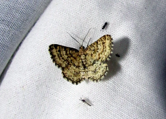 Heliomata glarearia - bőrszínű araszoló