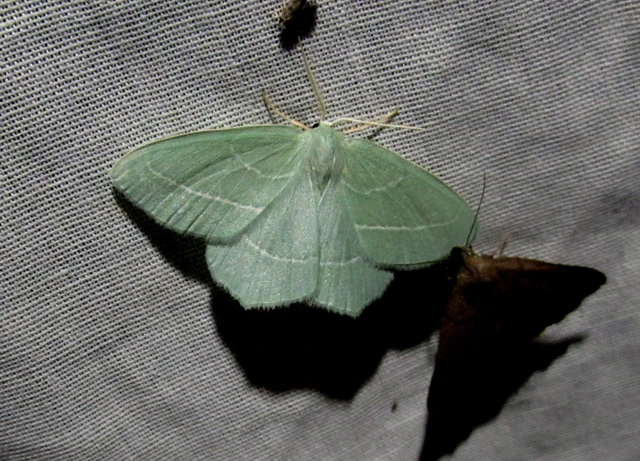 Hemistola chrysoprasaria - kékes zöldaraszoló