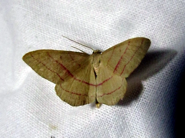 Rhodostrophia vibicaria - pirosszélű araszoló