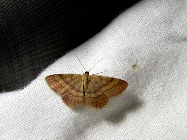 Scopula rubiginata - réti pirosaraszoló