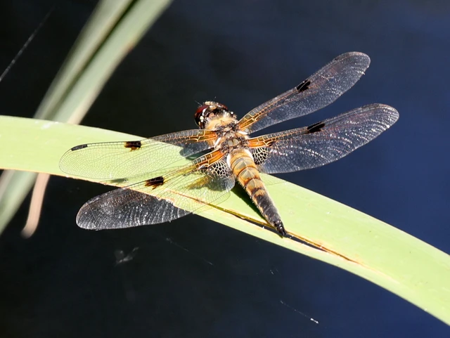 Libellula quadrimaculata - négyfoltos laposacsa
