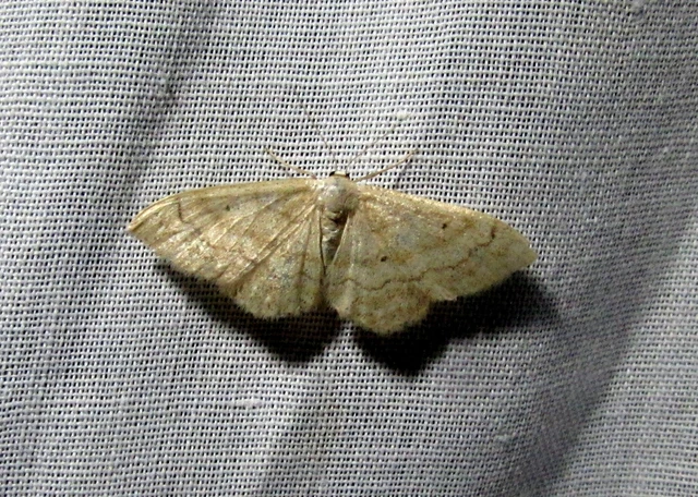 Idaea deversaria - egyszínű sávosaraszoló