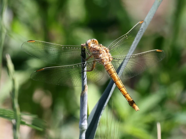 Orthetrum brunneum - pataki pásztorszitakötő