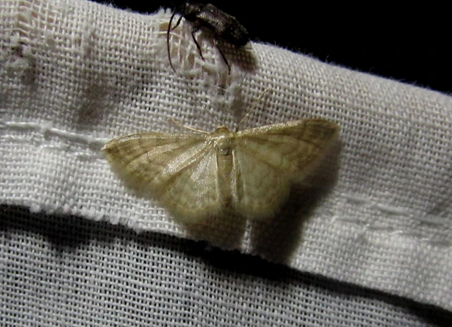 Idaea dilutaria - napvirág-apróaraszoló