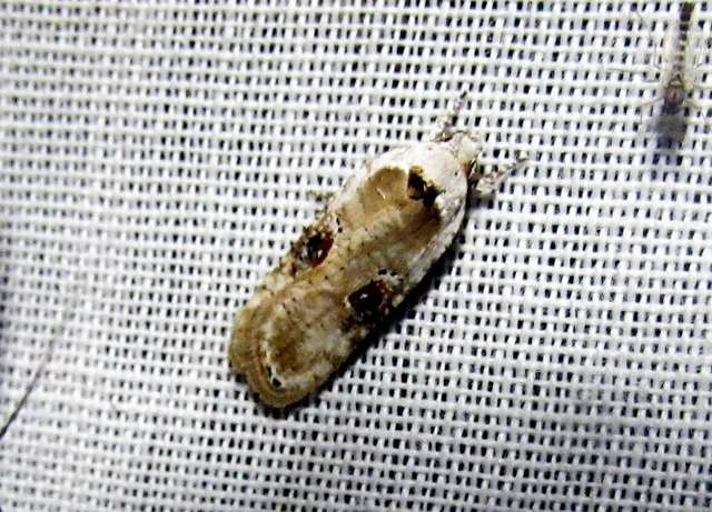 Agonopterix alstromeriana - bürök-laposmoly