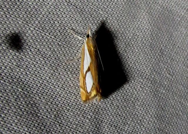 Catoptria pinella - ezüstös fűgyökérmoly