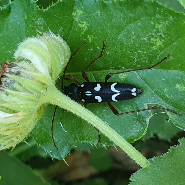Isotomus speciosus - nyírfa-darázscincér