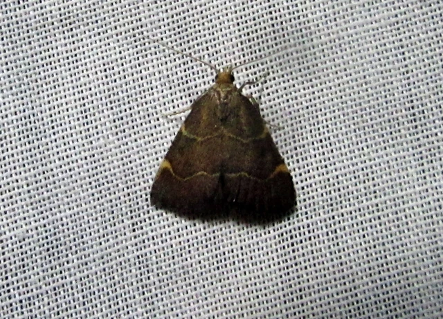 Hypsopygia rubidalis - vörös fényilonca