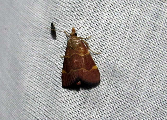 Hypsopygia rubidalis - vörös fényilonca