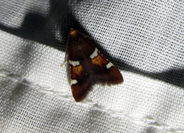Pyralis regalis - pompás fényilonca