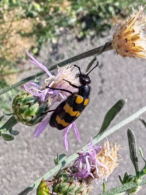 Mylabris variabilis - szalagos hólyaghúzó