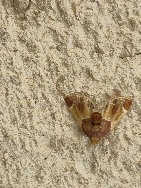 Pyralis farinalis - lisztilonca