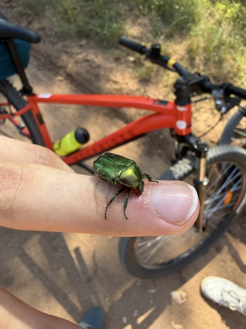 Coleoptera - Bogarak