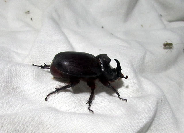 Oryctes nasicornis - orrszarvú bogár