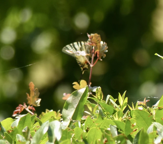 Iphiclides podalirius - kardoslepke