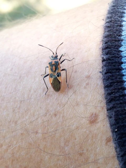 Corizus hyoscyami - piros karimáspoloska