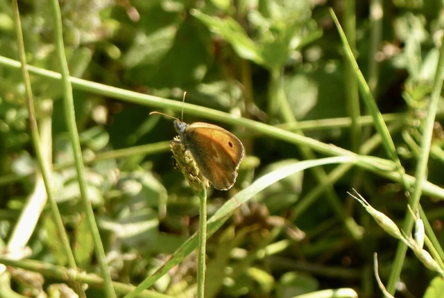 Coenonympha pamphilus - kis szénalepke
