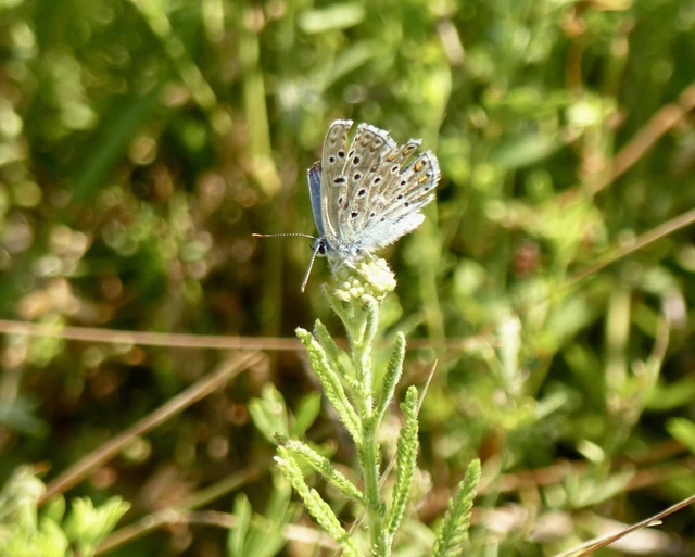 Polyommatus bellargus - égszínű boglárka