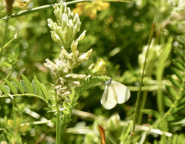 Leptidea sinapis - mustárlepke