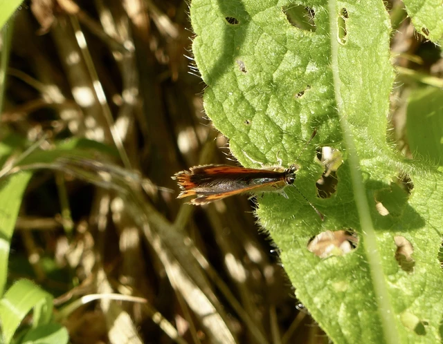Lycaena thersamon - kis tűzlepke