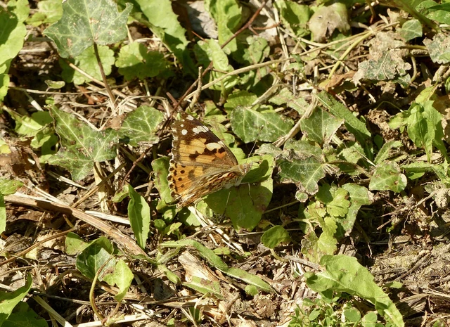Vanessa cardui - bogáncslepke