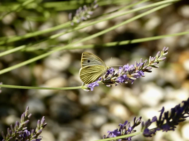 Pieris rapae - répalepke