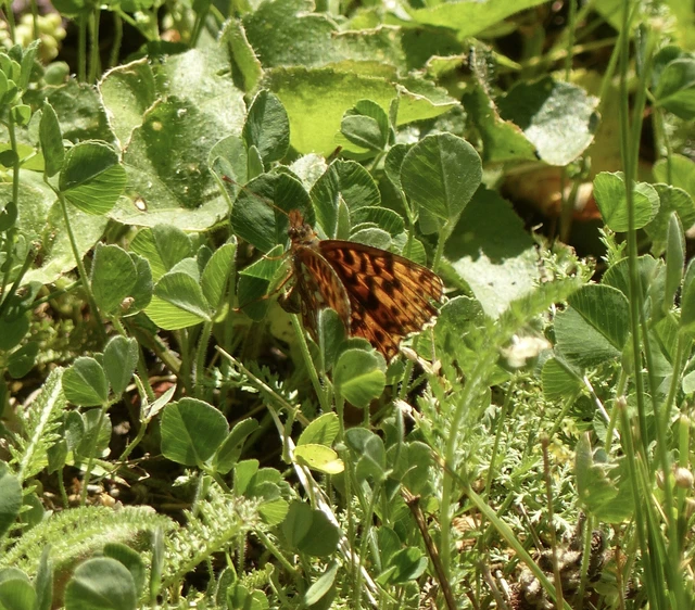 Boloria dia - kis gyöngyházlepke