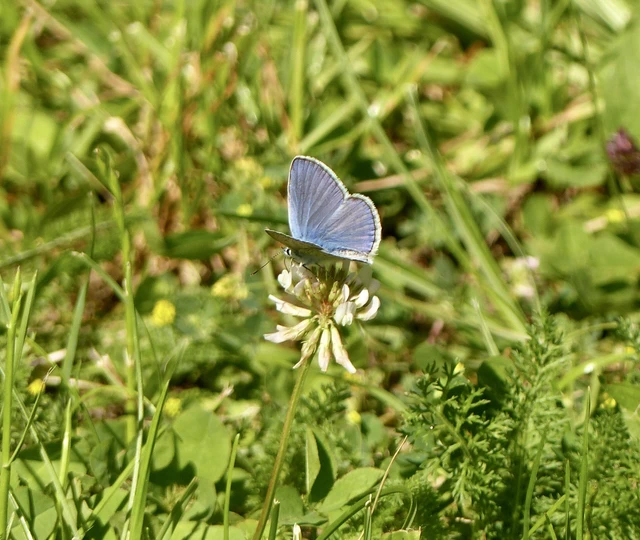Polyommatus icarus - közönséges boglárka