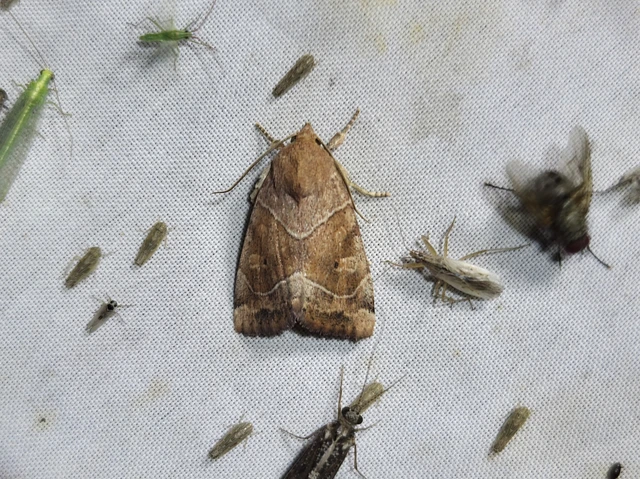Cosmia trapezina - közönséges lombbagoly
