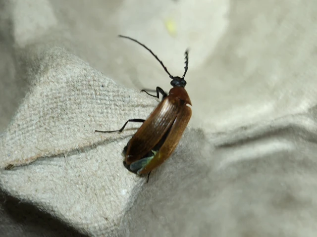 Pseudocistela ceramboides - narancssárga alkonybogár