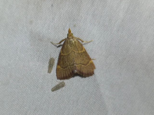 Hypsopygia rubidalis - vörös fényilonca