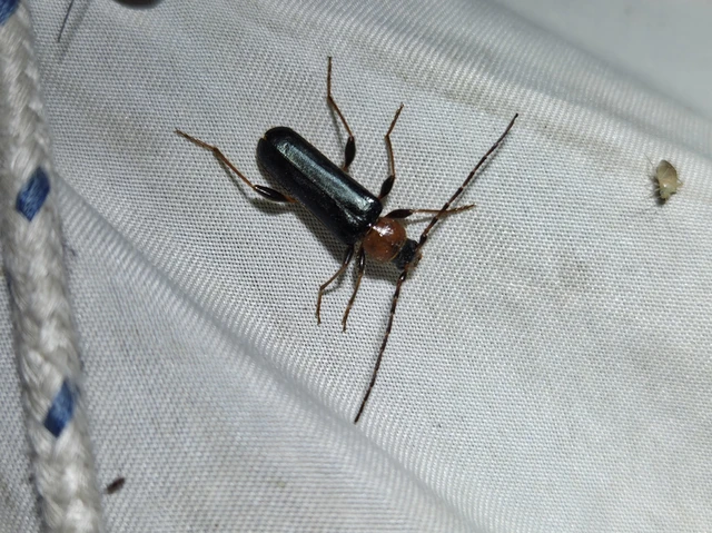 Phymatodes testaceus - változékony korongcincér Phymatodes testaceus - változékony korongcincér