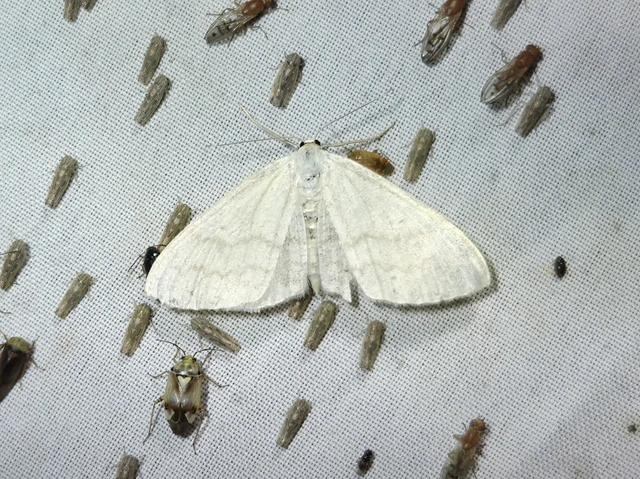 Scopula floslactata - tejfehér sávosaraszoló