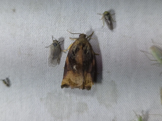 Archips podana - dudvarágó sodrómoly