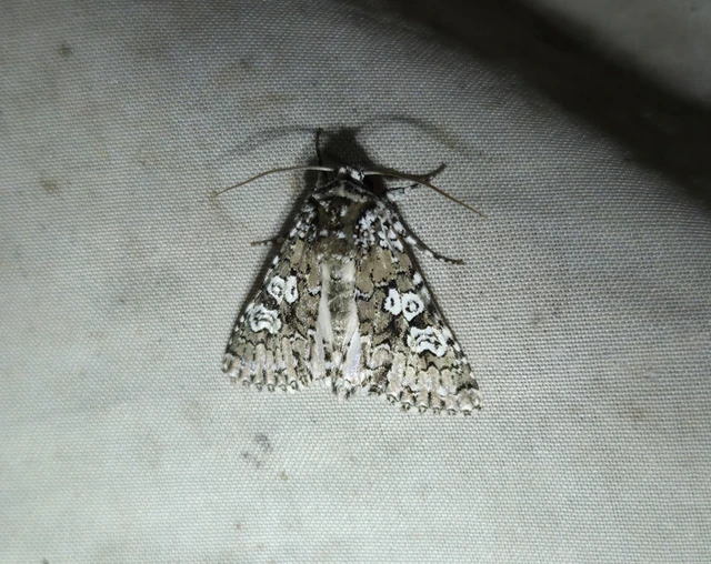 Lamprosticta culta - hármasfoltú bagoly