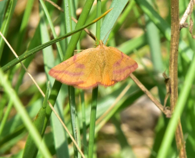 Lythria purpuraria - bíborsávos araszoló