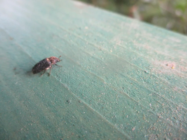 Dermestes undulatus - márványos porva Dermestes undulatus - márványos porva