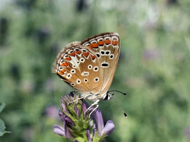 Aricia agestis - szerecsenboglárka