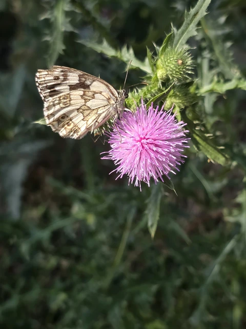 Melanargia galathea - sakktáblalepke