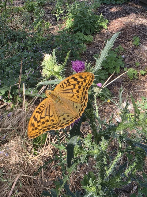 Argynnis pandora - zöldes gyöngyházlepke