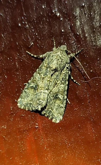 Hadula trifolii - lóherebagoly