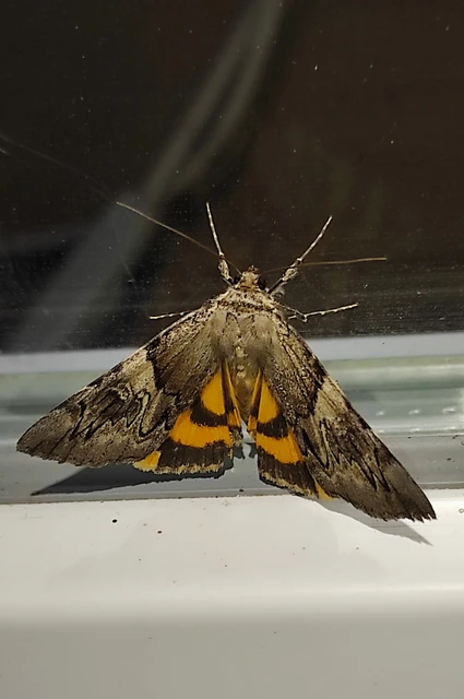 Catocala fulminea - galagonya-övesbagoly