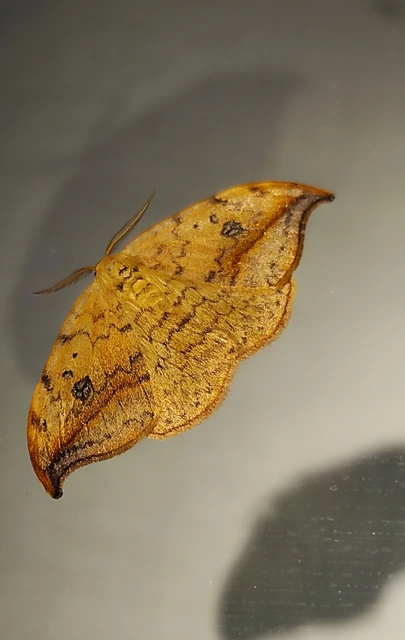 Drepana falcataria - nyárfa-sarlósszövő