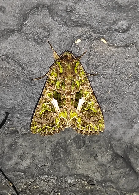 Trachea atriplicis - nyári zöldbagoly