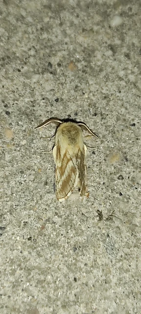 Malacosoma castrensis - kutyatejszövő