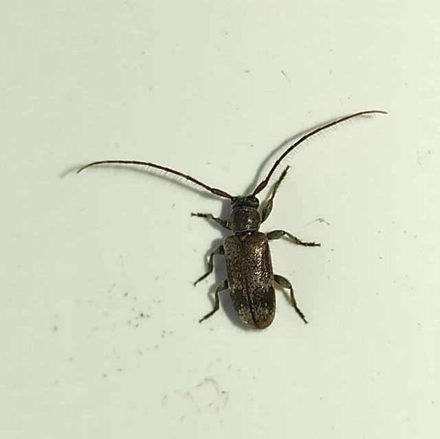 Exocentrus adspersus - tölgyfa-rőzsecincér